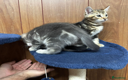 Bengal cats for sale: ​​Bengal Mix - Boy Kitten. Ready 2 Go! - Image 15