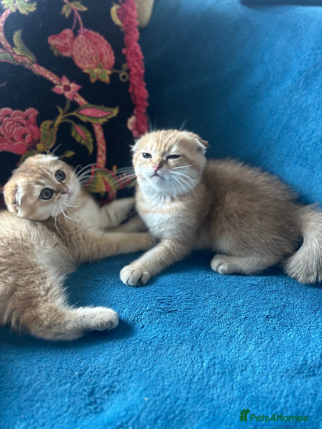 Scottish Fold cats for sale: Gold Chinchilla Scottish fold baby’s  - Image 31