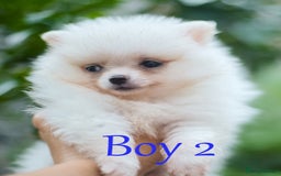 Pomeranian dogs for sale: KC Pomeranian puppies (Korean lines) - Image 24