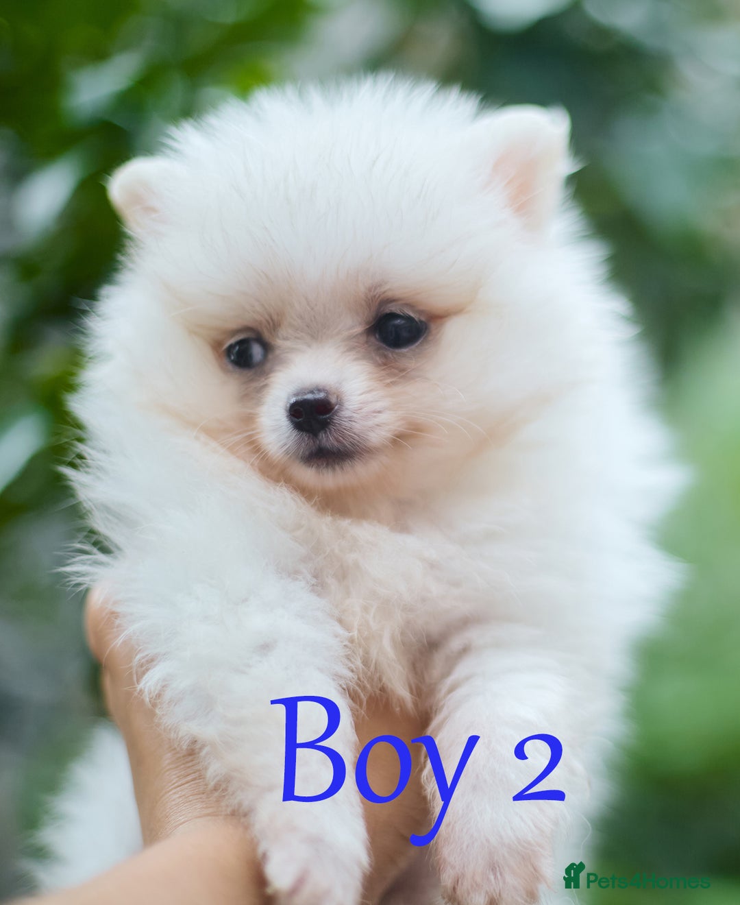 Pomeranian dogs for sale: KC Pomeranian puppies (Korean lines) - Image 24