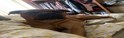 Mixed Breed dogs for sale: Rocky (mastiff x staff)  - Advert 25