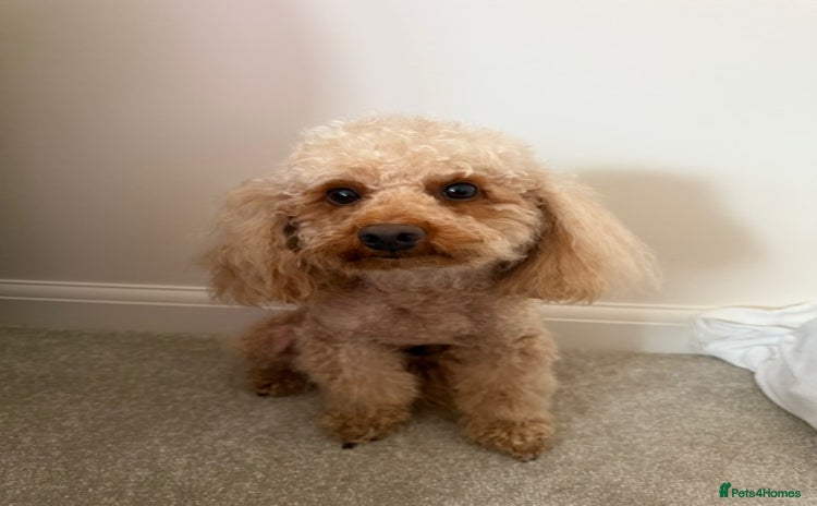 Toy Poodle dogs - Advert 6