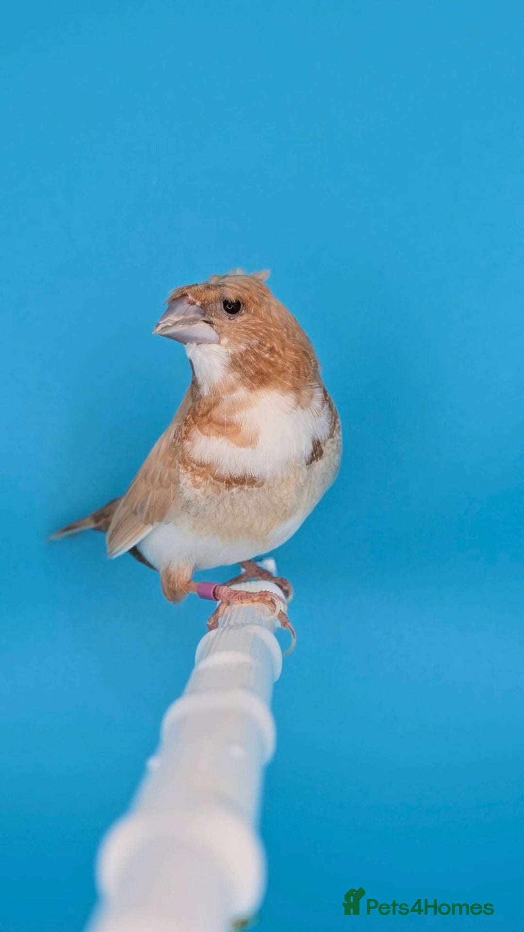 Finches birds for sale: Bengalese finches  - Advert 6