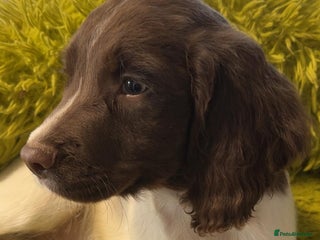 English Springer Spaniel dogs Quality ESS KC Reg Health Tested Parents 5⭐️ - Advert 10