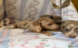 Miniature Dachshund dogs for sale: miniature dash hound puppys  - Advert 12