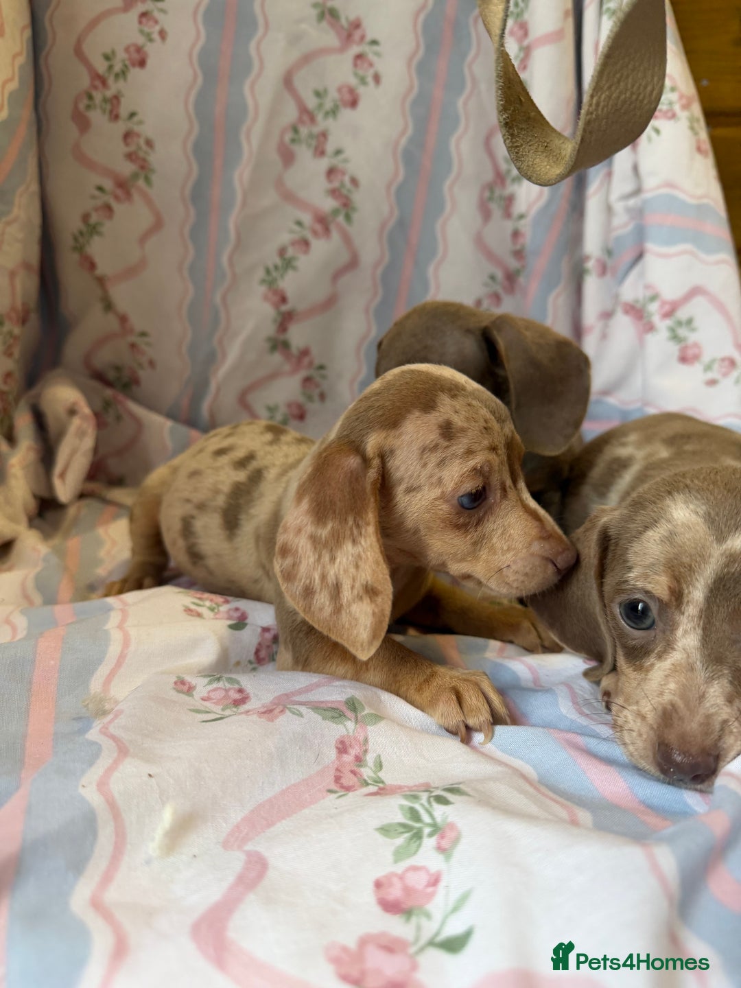 Miniature Dachshund dogs for sale: miniature dash hound puppys  - Advert 12