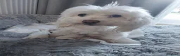 Maltese dogs for sale: Gorgeous baby Maltese - Advert 5