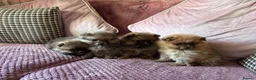Pomeranian dogs for sale: STUNNING FULL TEDDY BEAR POMS in Heywood - Advert 2