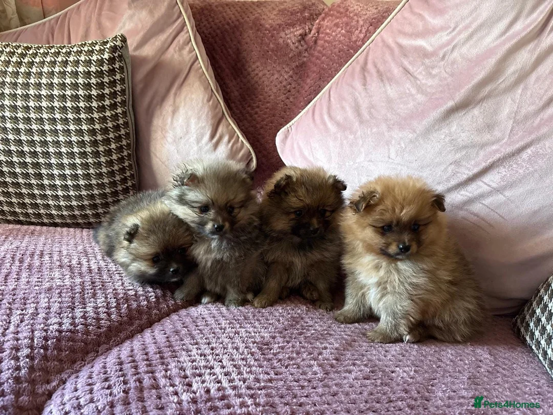 Pomeranian dogs for sale: STUNNING FULL TEDDY BEAR POMS in Heywood - Advert 2