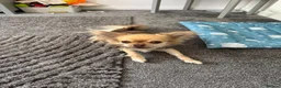 Chihuahua dogs for sale: Chuhushuas - Advert 2
