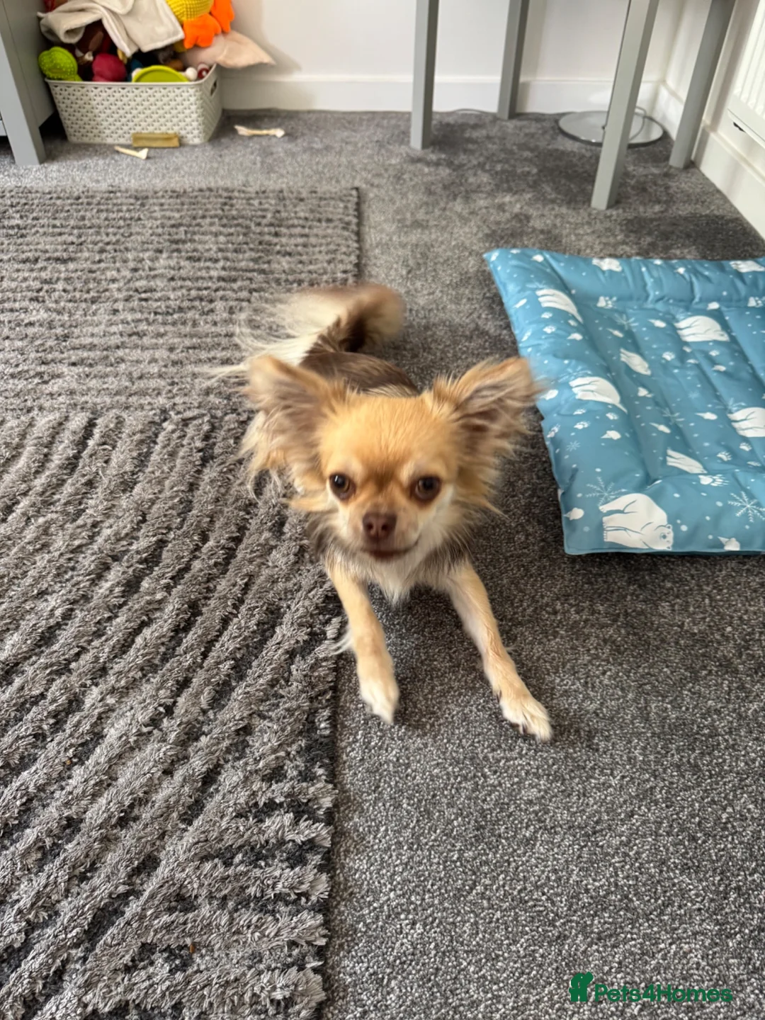 Chihuahua dogs for sale: Chuhushuas - Advert 2