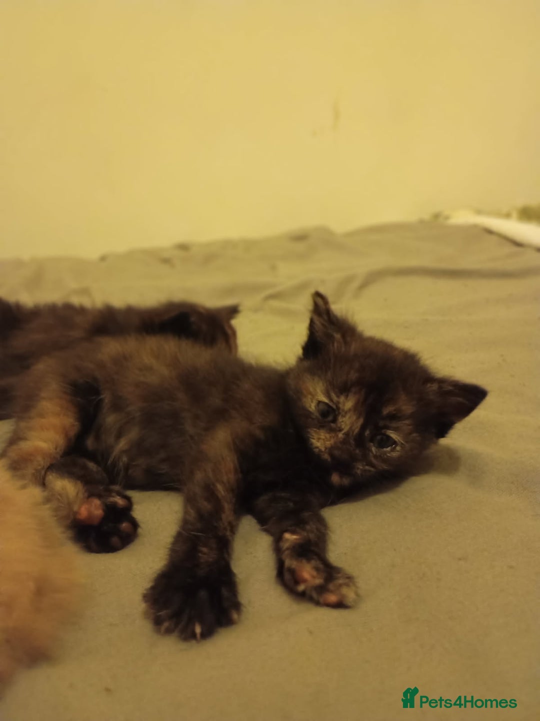 Mixed Breed cats for sale: 3 lovely kittens for new homes  - Advert 1