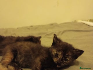 Mixed Breed cats 3 lovely kittens for new homes - Advert 2