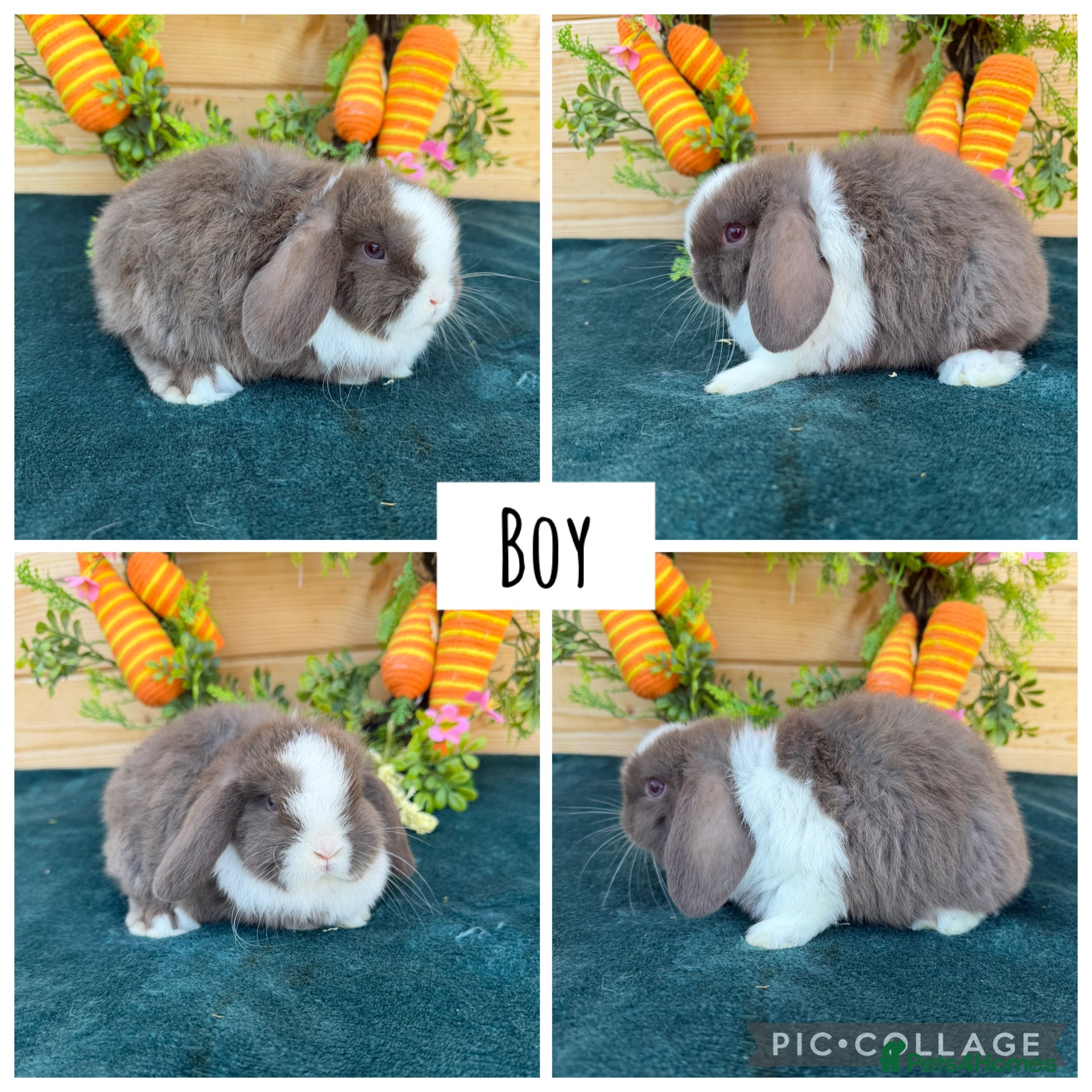 Mini Lop rabbits Pure bred mini lops  - Advert 17