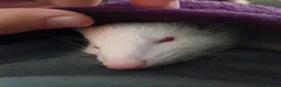Ferret rodents for sale: 2 baby ferrets - Advert 4