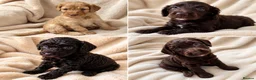 Cockapoo dogs for sale: Lovely chocolate Cockapoo puppies F2 - Advert 1