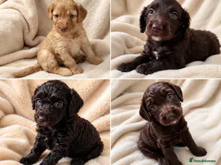 Cockapoo dogs Lovely chocolate Cockapoo puppies F2 - Advert 3