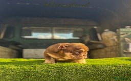 English Bulldog dogs for sale: 🔥 THE JACKPOT PUPPIES ARE HERE 🔥 - Image 19