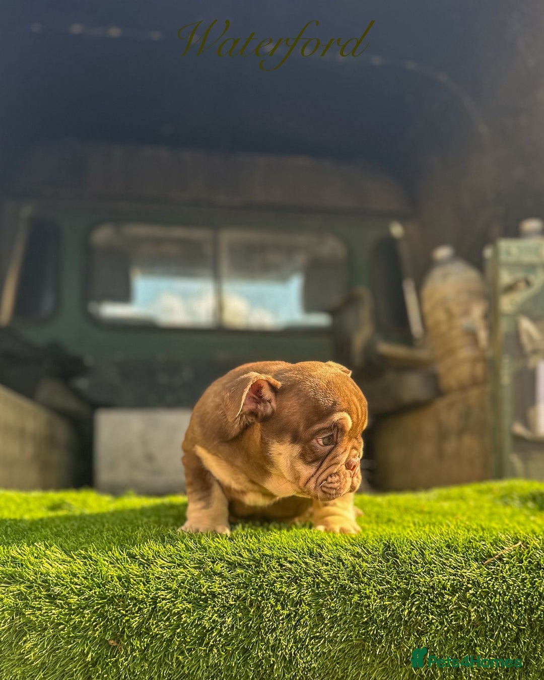 English Bulldog dogs for sale: 🔥 THE JACKPOT PUPPIES ARE HERE 🔥 - Image 19