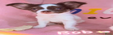 Bob