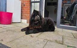 Chow Chow dogs for stud: Black Chow Chow Stud with a Striking Red Mane - Image 4