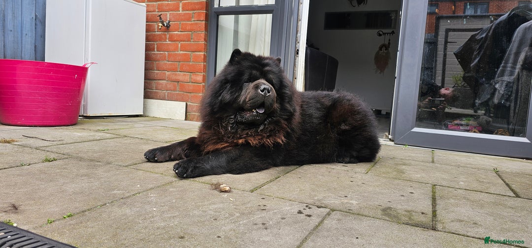 Chow Chow dogs for stud: Black Chow Chow Stud with a Striking Red Mane - Image 4