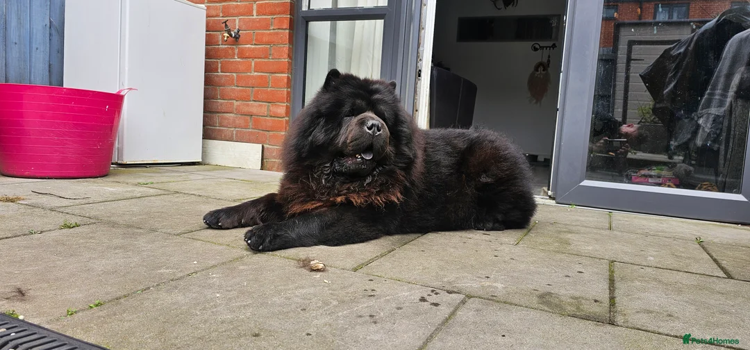 Chow Chow dogs for stud: Black Chow Chow Stud with a Striking Red Mane - Advert 4