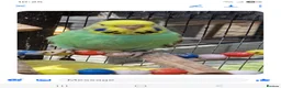 Budgerigars birds for sale: 1 male budgie read description or no reply - Advert 2