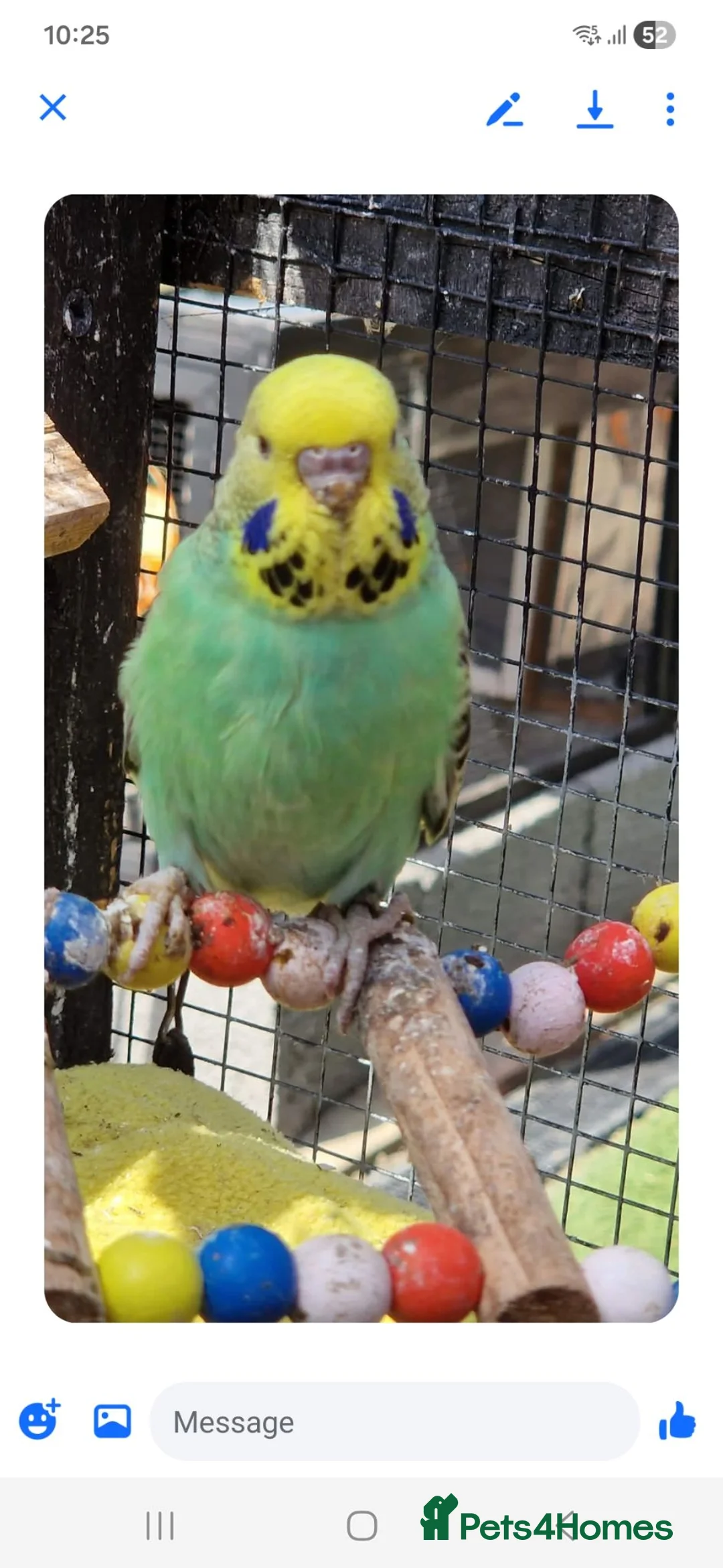 Budgerigars birds for sale: 1 male budgie read description or no reply - Advert 2