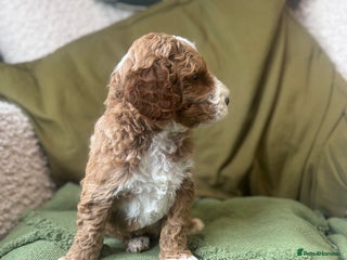 Double Doodle dogs Irish Doodle x Australian Labradoodle - Advert 14