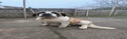 Saint Bernard dogs for sale: saint bernard in Bedworth - Advert 1