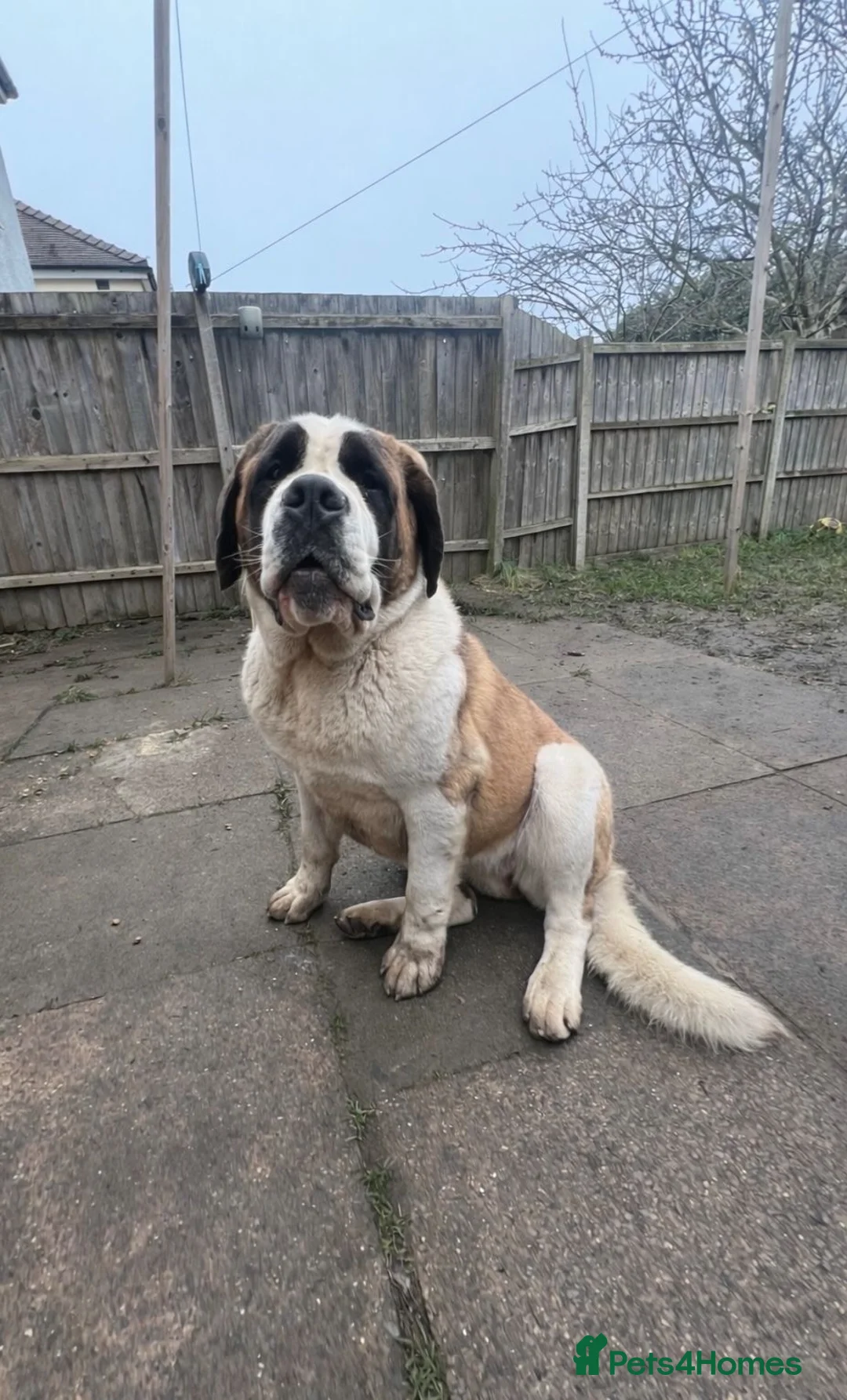 Saint Bernard dogs for sale: saint bernard in Bedworth - Advert 1
