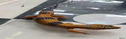 Leopard Gecko reptiles for sale: Mixed baby Leopard Geckos & 1 Black night - Advert 22