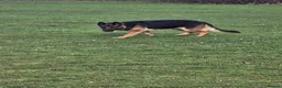 German Shepherd dogs for sale: Due to having a new born and not enough time  in Witham - Advert 4