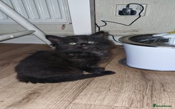 Mixed Breed cats for sale: Two male kittens. Possible delivery. - Advert 10