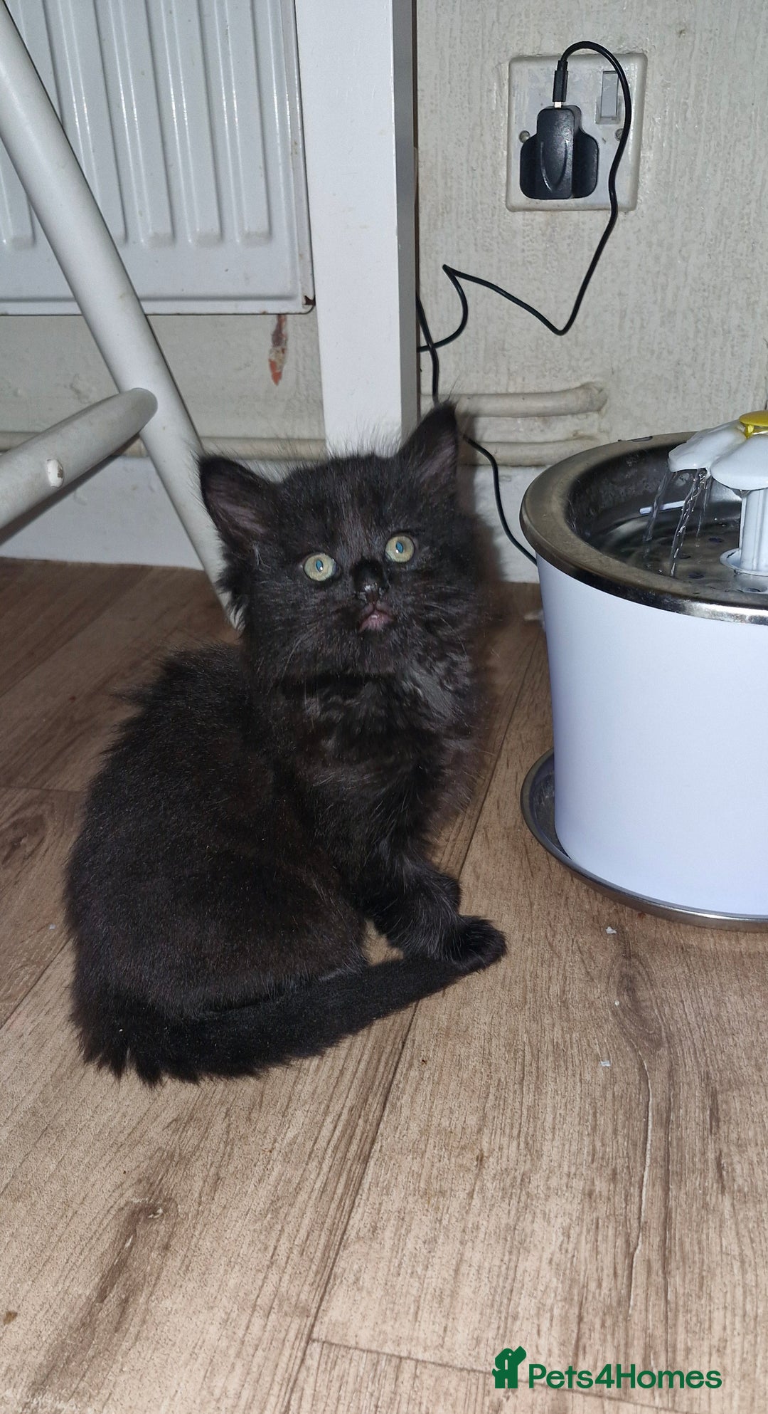 Mixed Breed cats for sale: Two male kittens. Possible delivery. - Advert 10