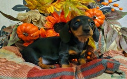 Miniature Dachshund dogs for sale: Beautiful Black & Tan Mini Dachshunds PRA clear - Image 13