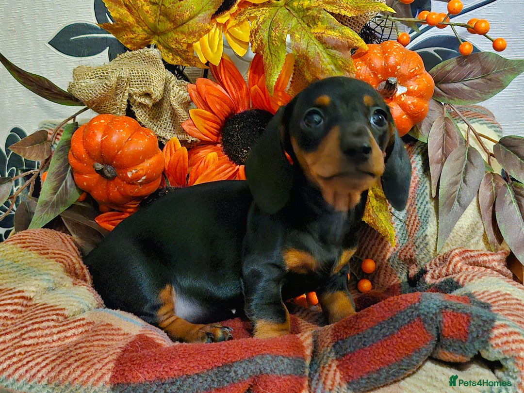 Miniature Dachshund dogs for sale: Beautiful Black & Tan Mini Dachshunds PRA clear - Image 13