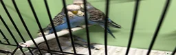 Budgerigars birds for sale: Budgies for Sale  - Advert 24