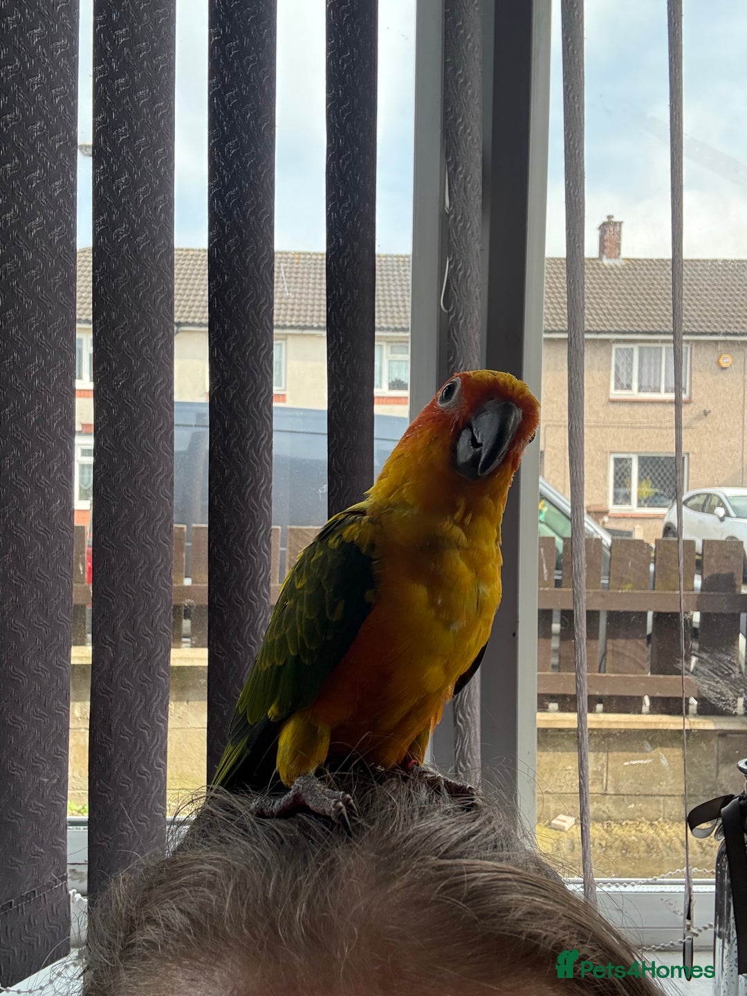 Conures birds for sale: Meeka is around 5 month old  - Image 7