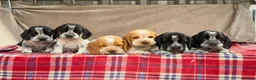 Bocker dogs for sale: STUNNING COCKER X BEAGLE PUPPIES  - Advert 8