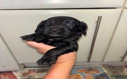 Cockapoo dogs for sale: F2 cockapoo puppies - Image 8