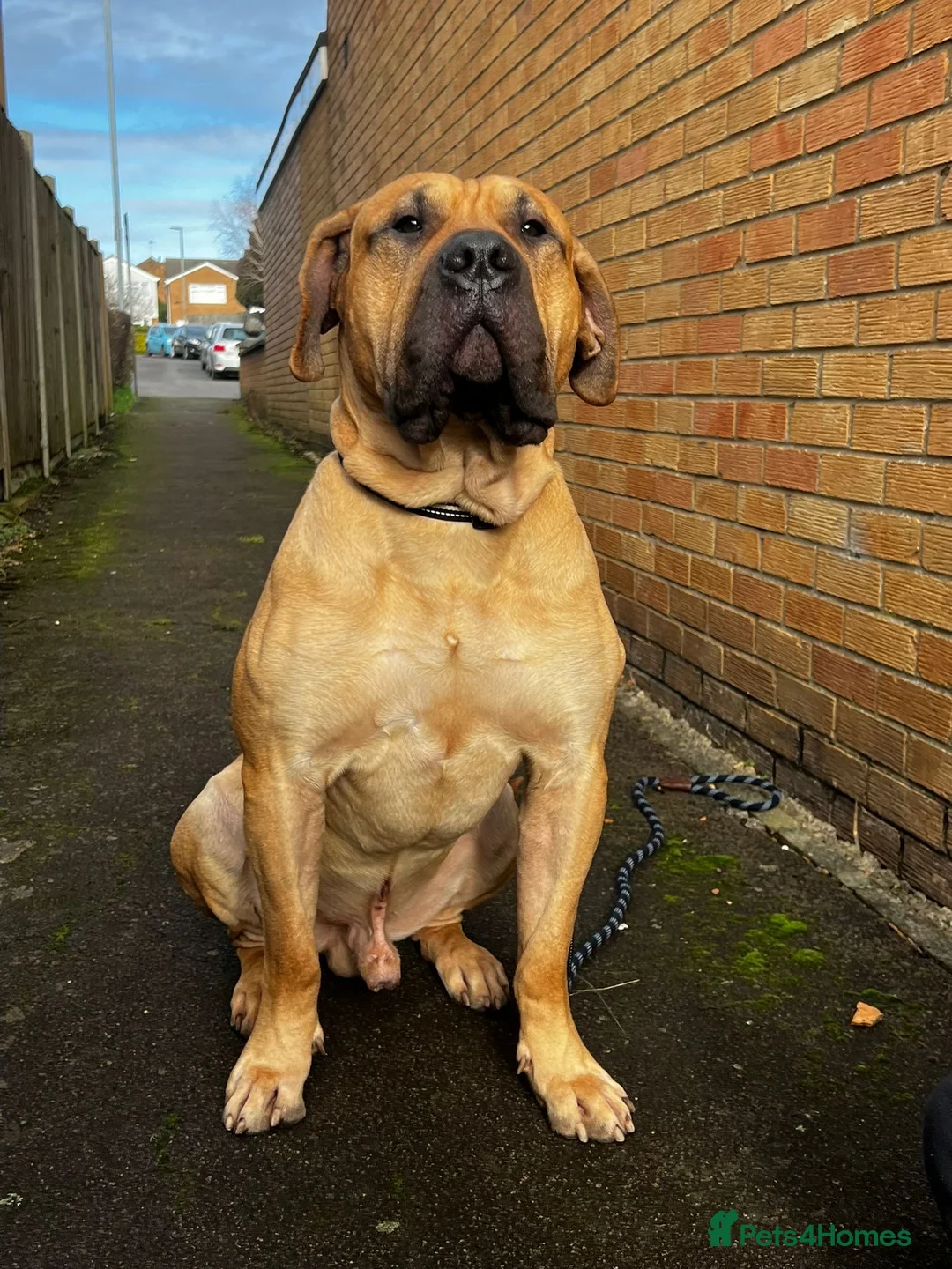 Presa Canario dogs for sale: 🏆 Champion Bloodline Presa Canario – Fawn Male 🐾 - Advert 1