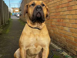 Presa Canario dogs 🏆 Champion Bloodline Presa Canario – Fawn Male 🐾 - Advert 1