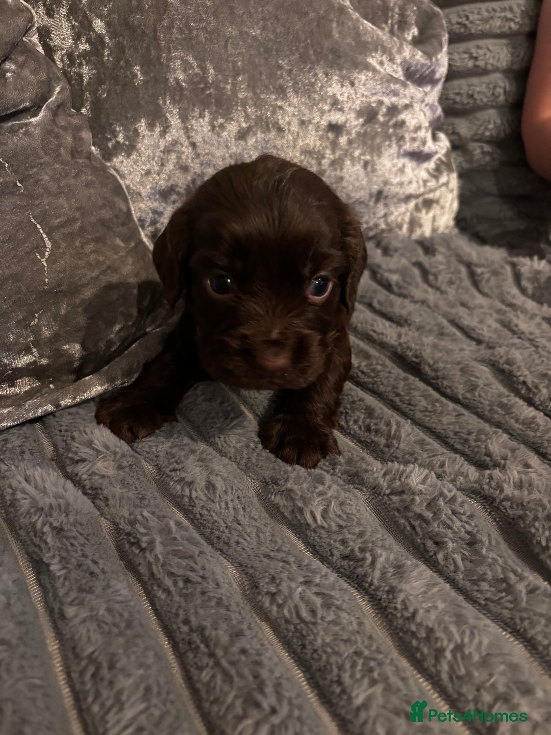 Cocker Spaniel dogs for sale: 8 beautiful cocker Spaniel puppies  - Advert 6