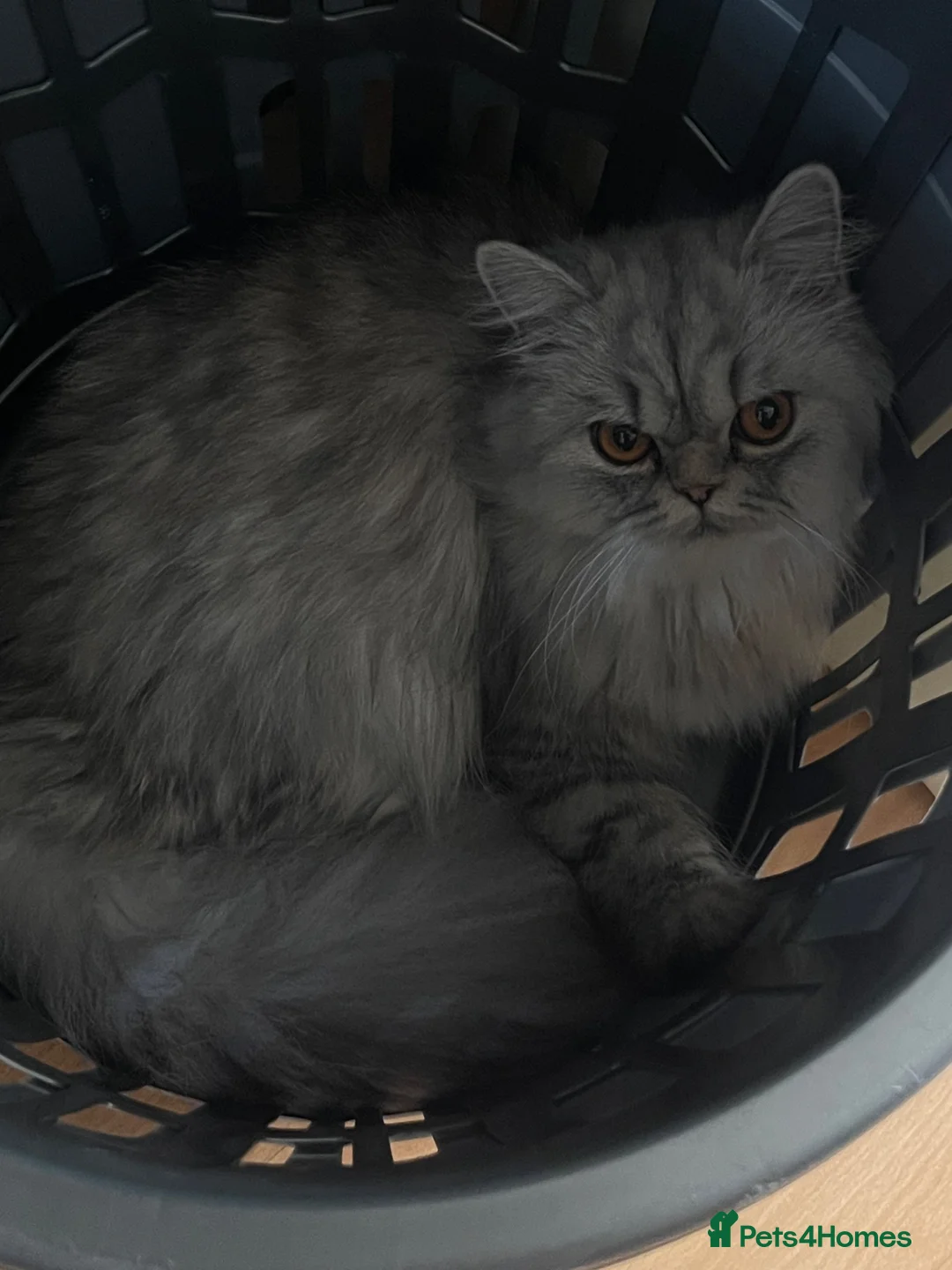 Persian cats for stud: 2 Persian cats in Bradford - Advert 5