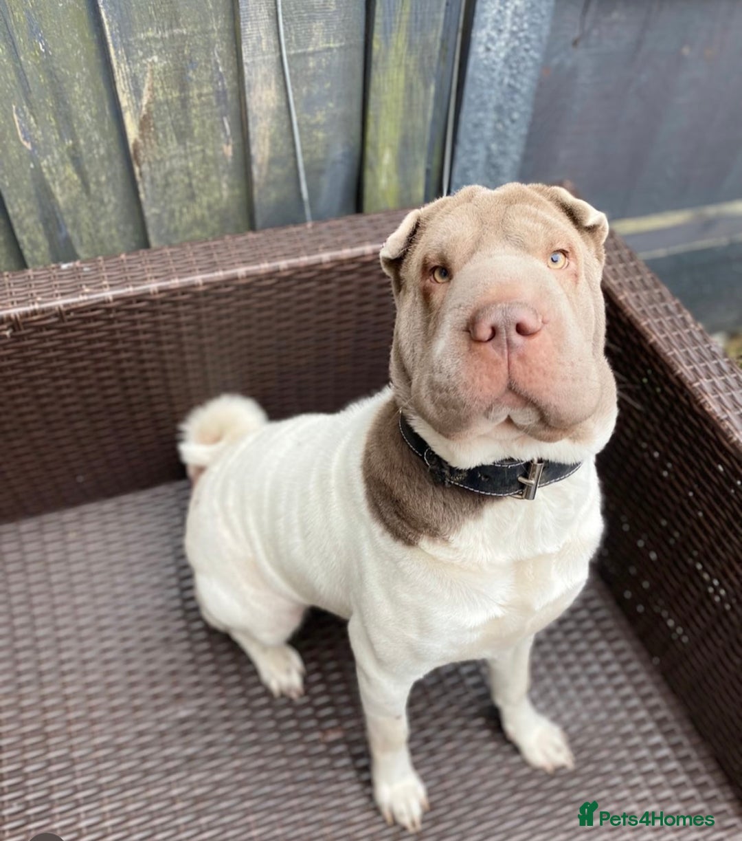 Shar Pei dogs for sale: ONLY 3 LEFT. OUTSTANDING KC BEAR & BRUSH PUPS - Advert 2