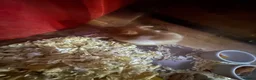 Hamster rodents for sale: hamster / hamster food and cage for sale  in Salford - Advert 3