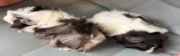 Guinea Pig rodents for sale: Two Funky Haired Baby Brothers in Wymondham - Advert 3
