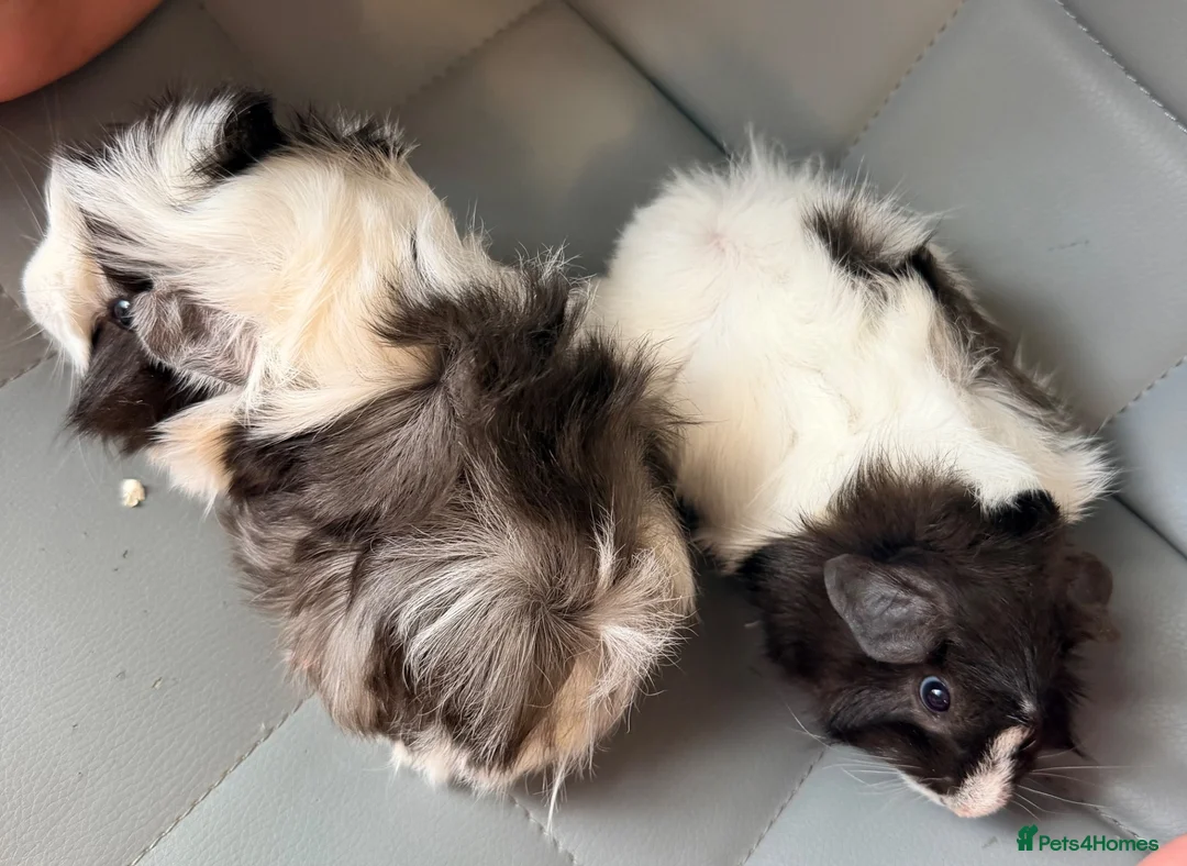 Guinea Pig rodents for sale: Two Funky Haired Baby Brothers in Wymondham - Advert 3